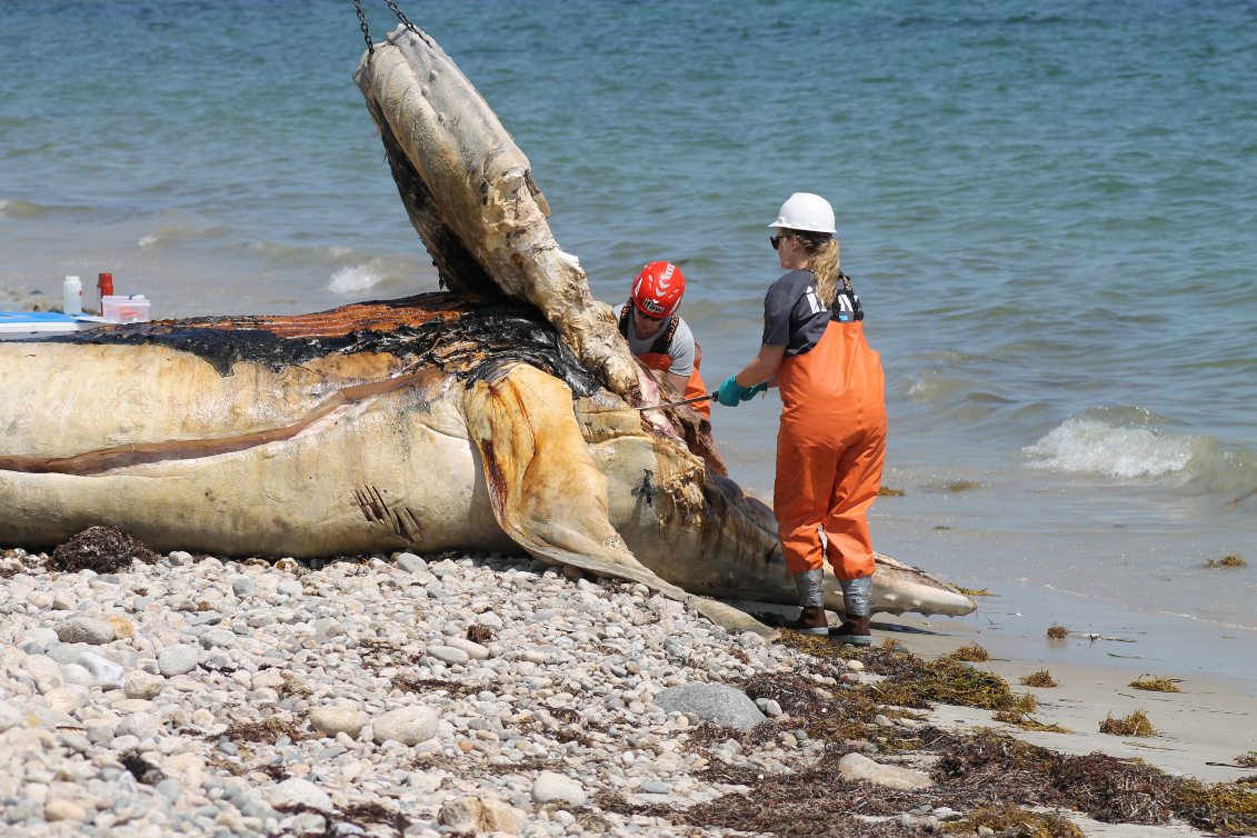 What the Ocean Brings Us | Cornell K. Lisa Yang Center for